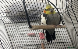 Cockatiels birds for sale: 11-Month-Old Untamed Bird for Sale  - Image 2