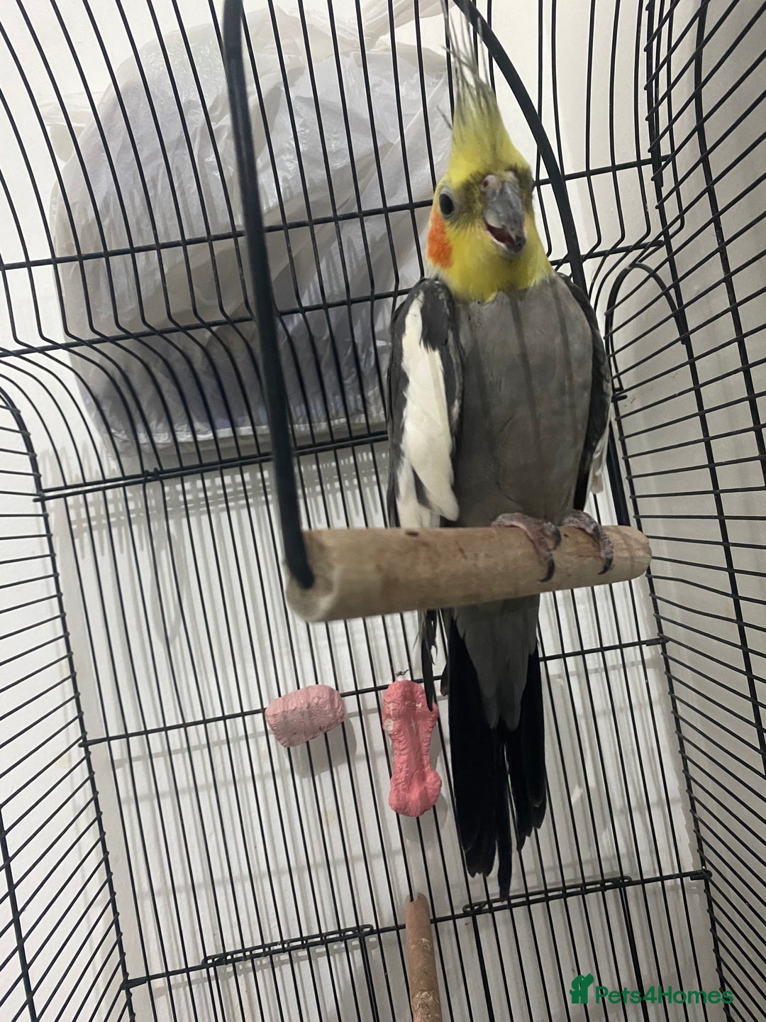 Cockatiels birds for sale: 11-Month-Old Untamed Bird for Sale  - Image 2