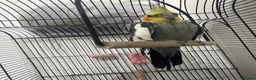 Cockatiels birds for sale: 11-Month-Old Untamed Bird for Sale  - Advert 2