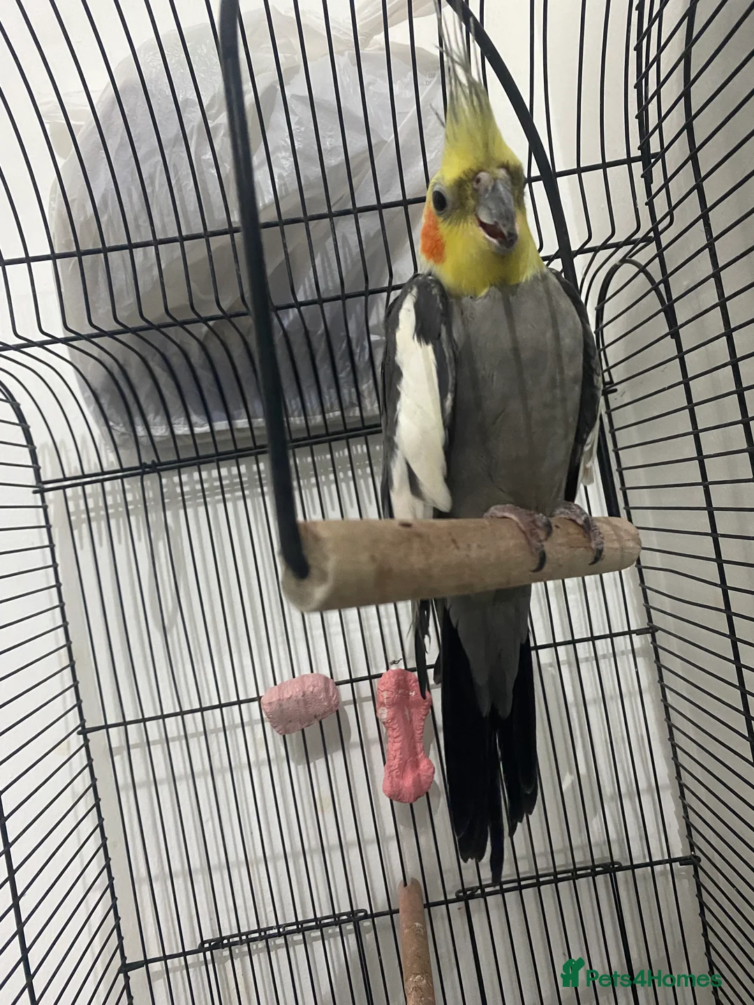 Cockatiels birds for sale: 11-Month-Old Untamed Bird for Sale  - Advert 2