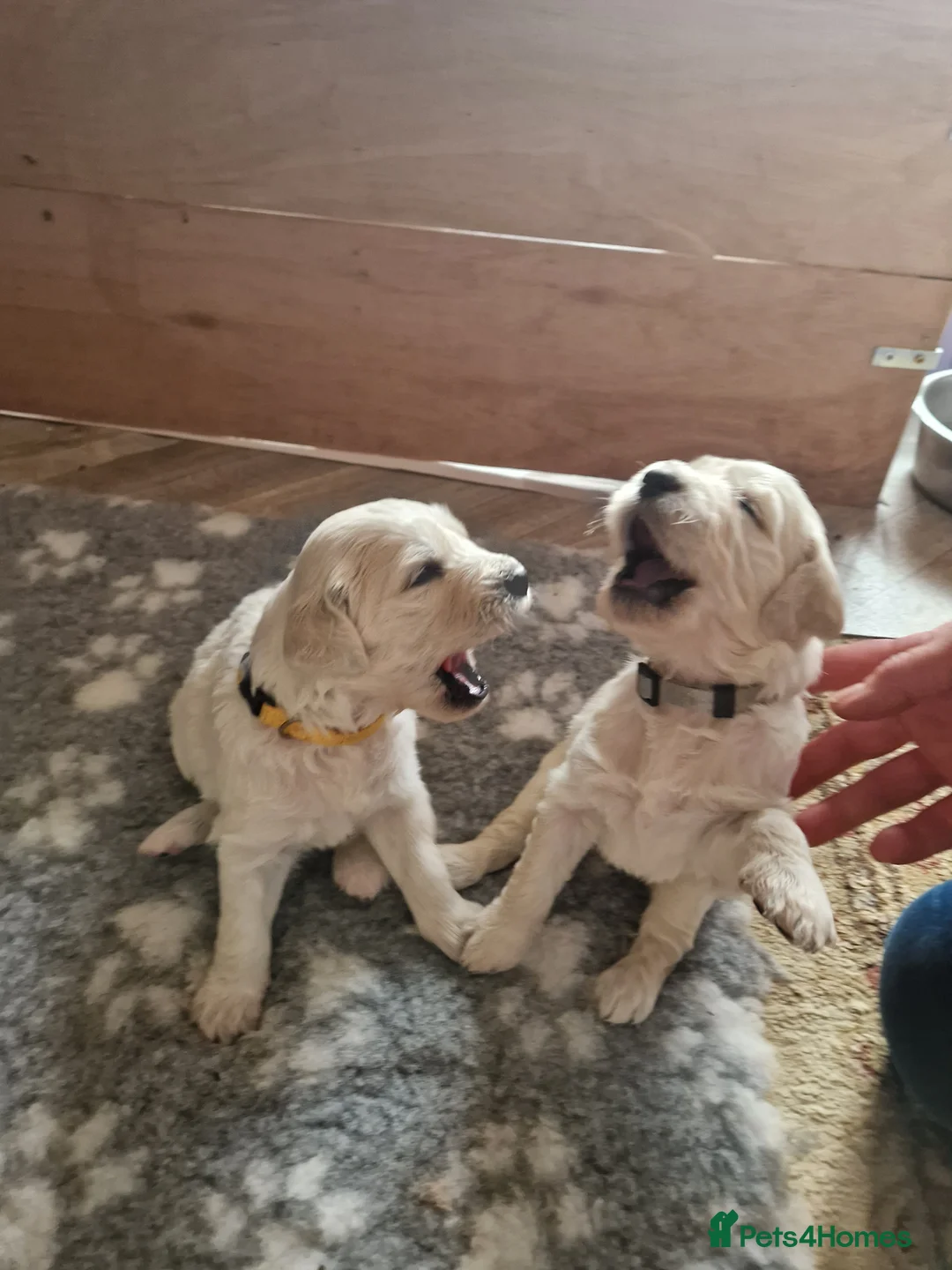 Goldendoodle dogs for sale: PEACHES 1 Year old Goldendoodle - Advert 17