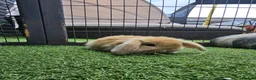 Mini Lop rabbits for sale: Beautiful mini lops for sale 💙🩷 - Advert 21