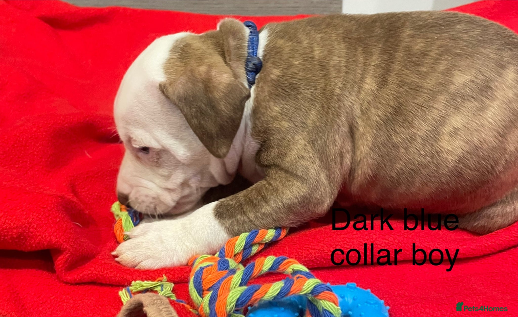 Staffordshire Bull Terrier dogs Stunning litter of staffies  - Advert 10