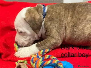 Staffordshire Bull Terrier dogs Stunning litter of staffies - Advert 10