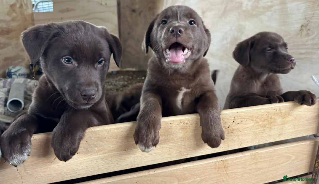 Mixed Breed dogs for sale: Chunky Chocolate Labrador cross Sheepdog - Advert 12