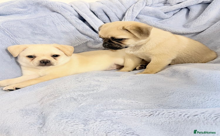 Pug dogs Adorable Pom x Pug Puppies. Ready from Today! - Advert 1
