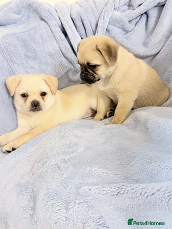 Pug dogs Adorable Pom x Pug Puppies. Ready from Today! - Advert 1