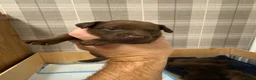 Patterdale Terrier dogs for sale: Patterdale terrier puppies  - Advert 5