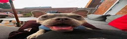 Mixed Breed dogs for sale: Reggie  - Advert 5