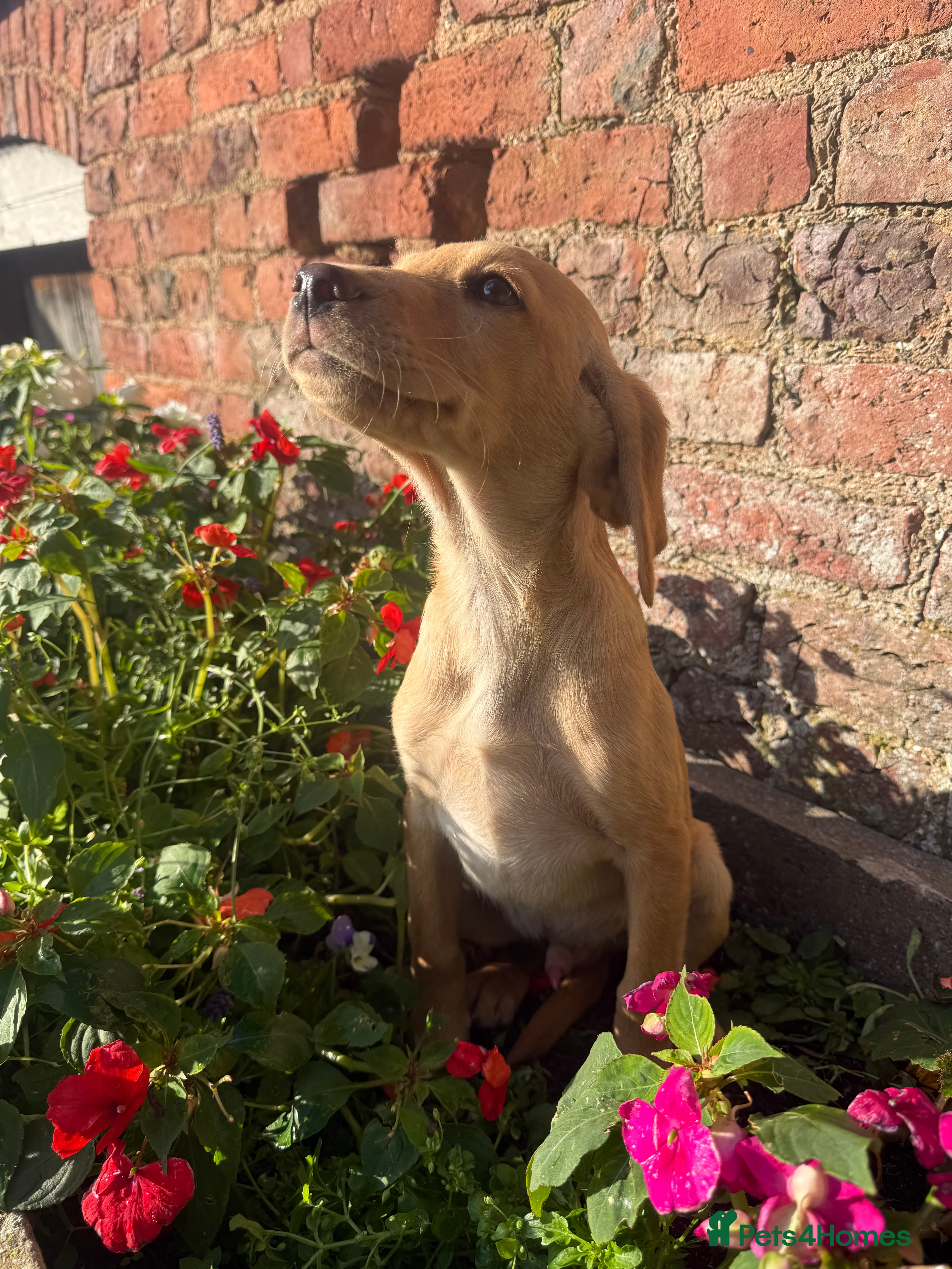Labrador Retriever dogs MALE Yellow Labrador Puppy - Advert 2