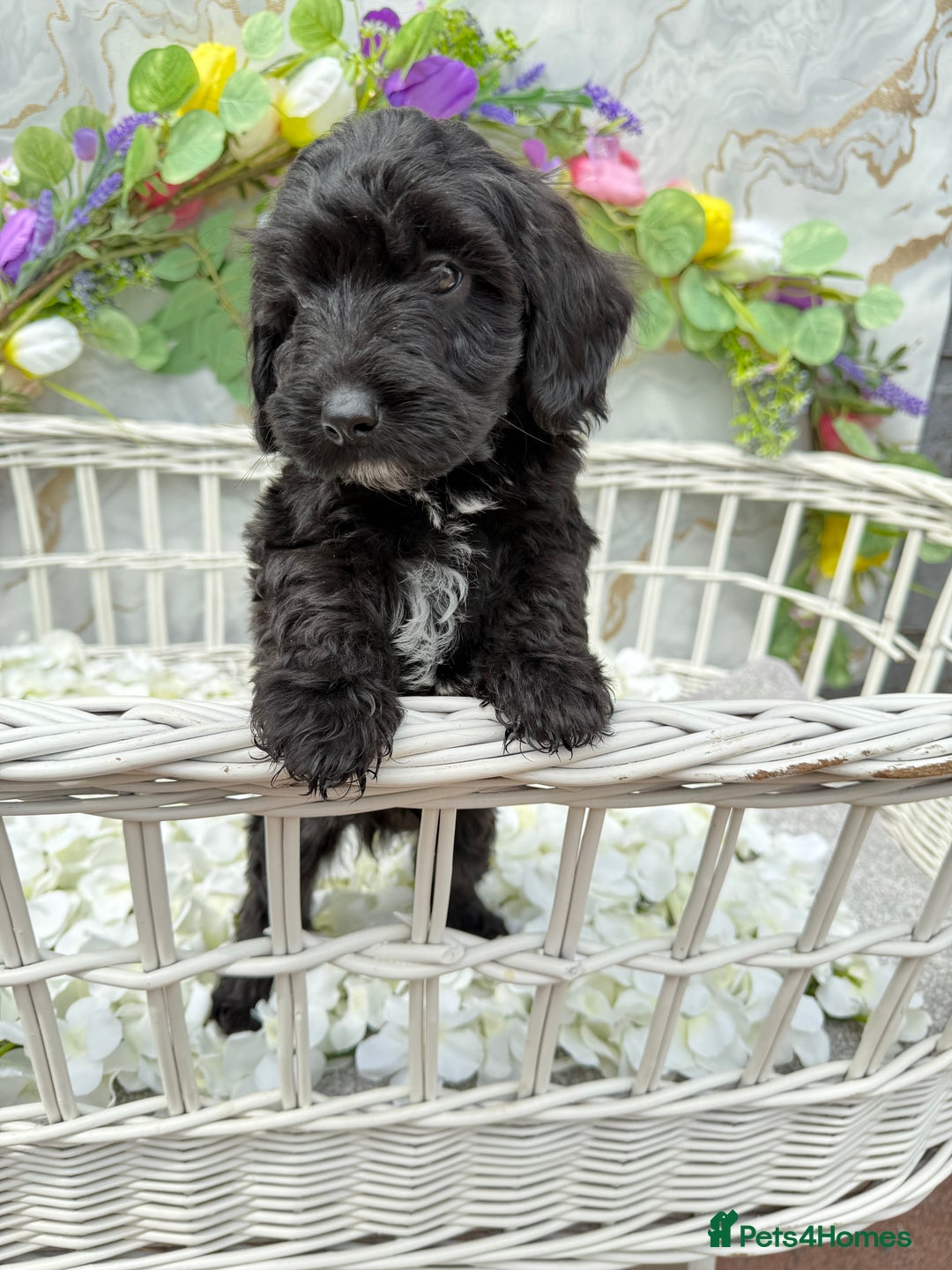Cockapoo dogs for sale: F1b Cockapoo puppies in Strathaven - Image 6