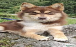 Pomsky dogs for sale: Beautiful chocolate tri Pomsky boy - Image 1