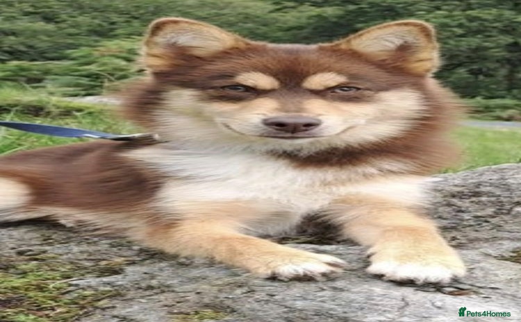 Pomsky dogs - Advert 5