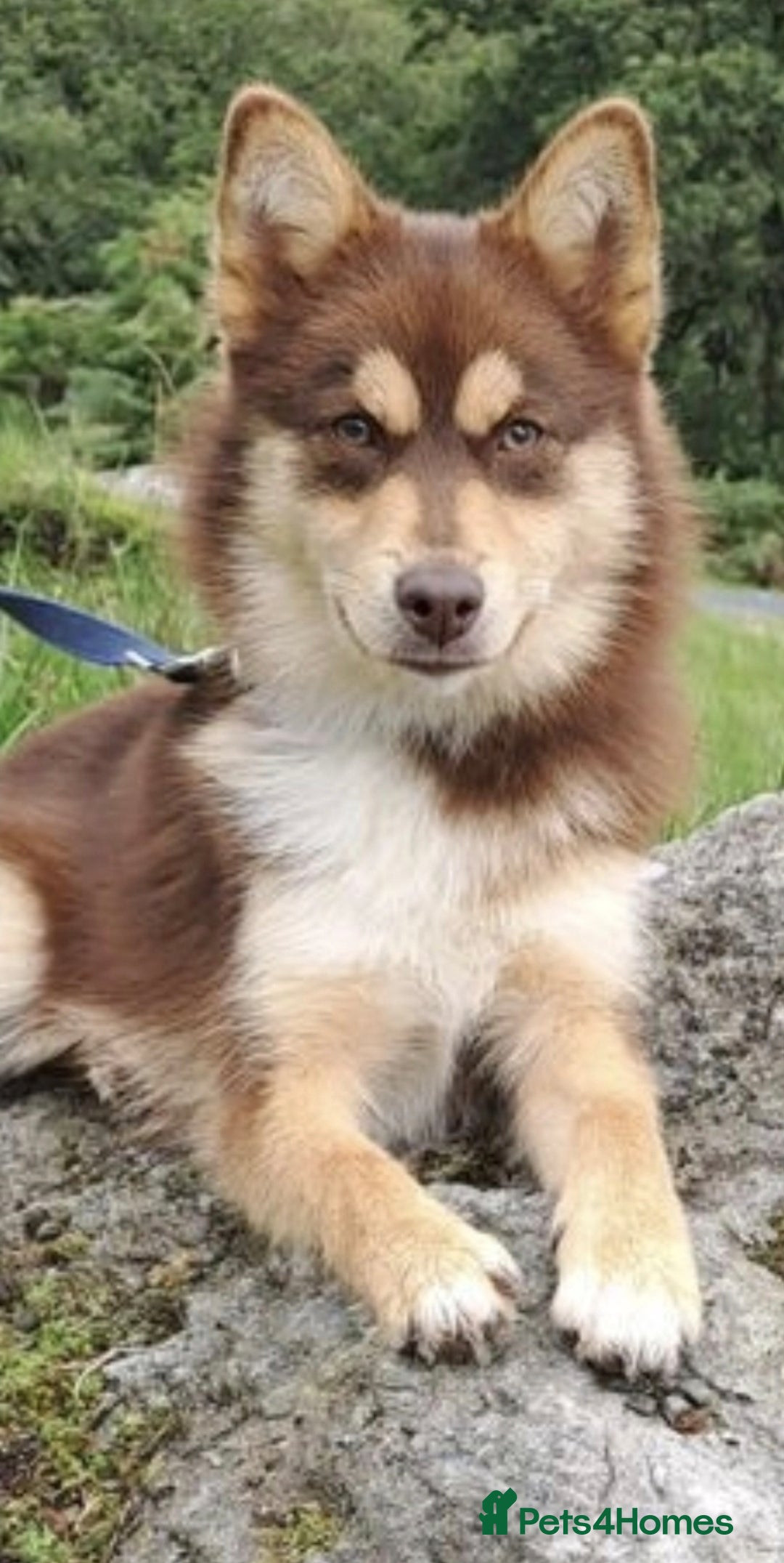 Pomsky dogs for sale: Beautiful chocolate tri Pomsky boy - Image 1