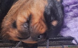 Rottweiler dogs for sale: Kc rottweiler puppies  - Image 12