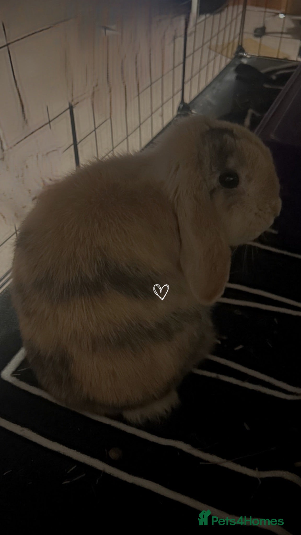 Mixed Breed rabbits Mini lop  - Advert 14