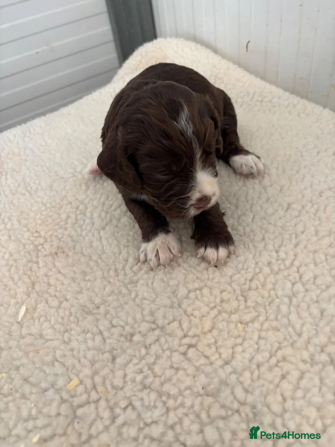 Cocker Spaniel dogs for sale: WORKING COCKER SPANIEL PUPPIES  - Advert 2