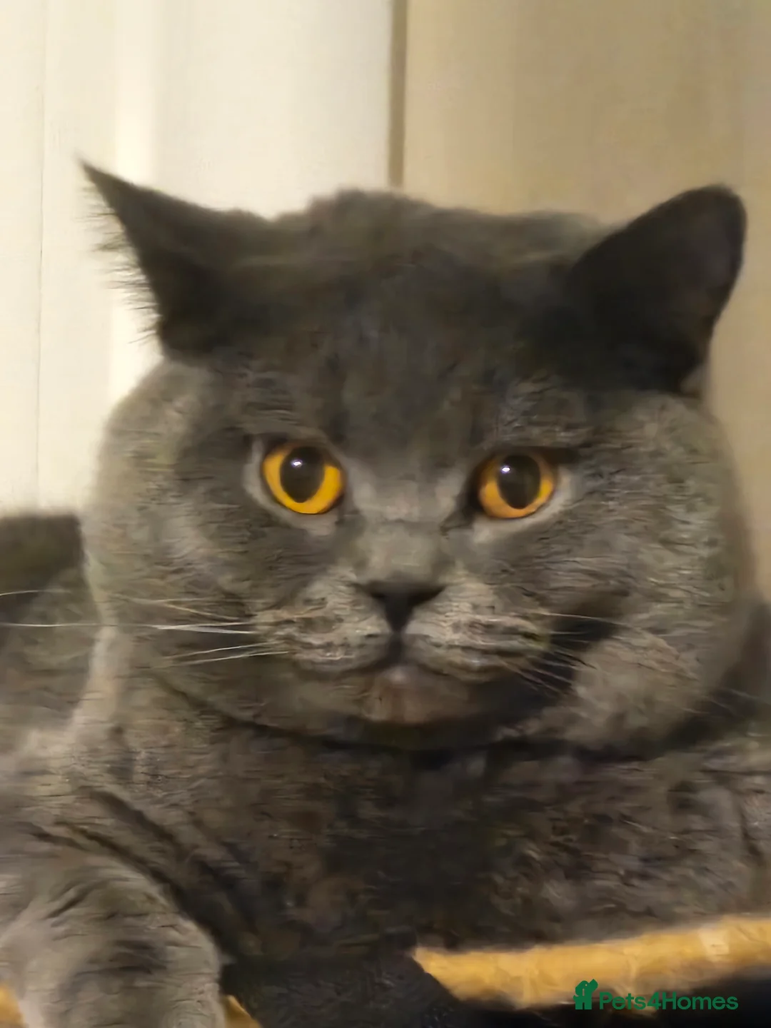 British Shorthair cats for stud: British short hair Bud the stud in London - Advert 11