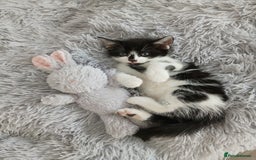 Mixed Breed cats for sale: Beautiful 3 males ginger black white kittens  - Image 3