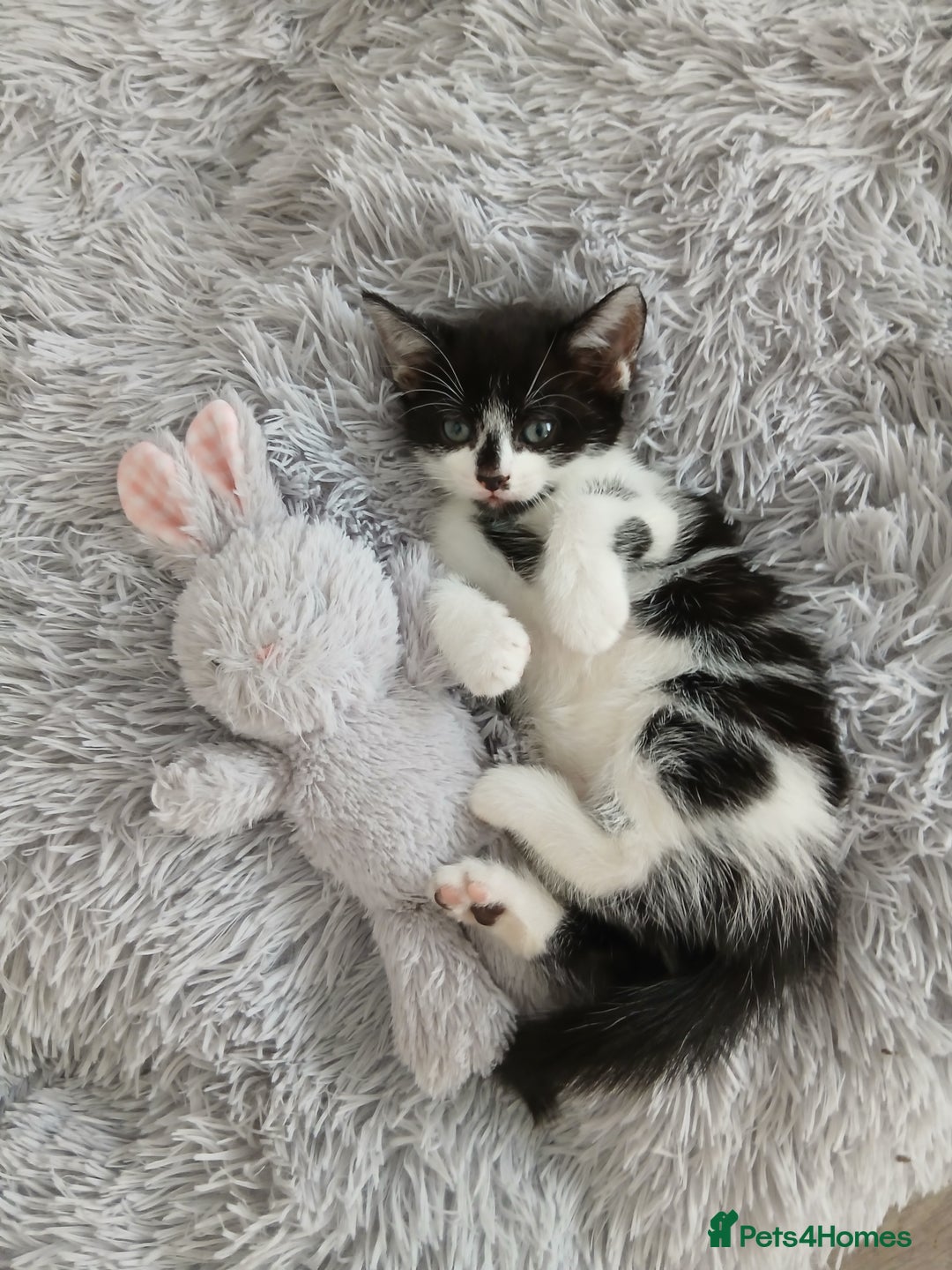 Mixed Breed cats for sale: Beautiful 3 males ginger black white kittens  - Image 3