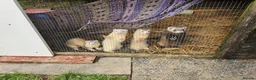 Ferret rodents for sale: Young Ferrets 14+ weeks  in Yelverton - Advert 8