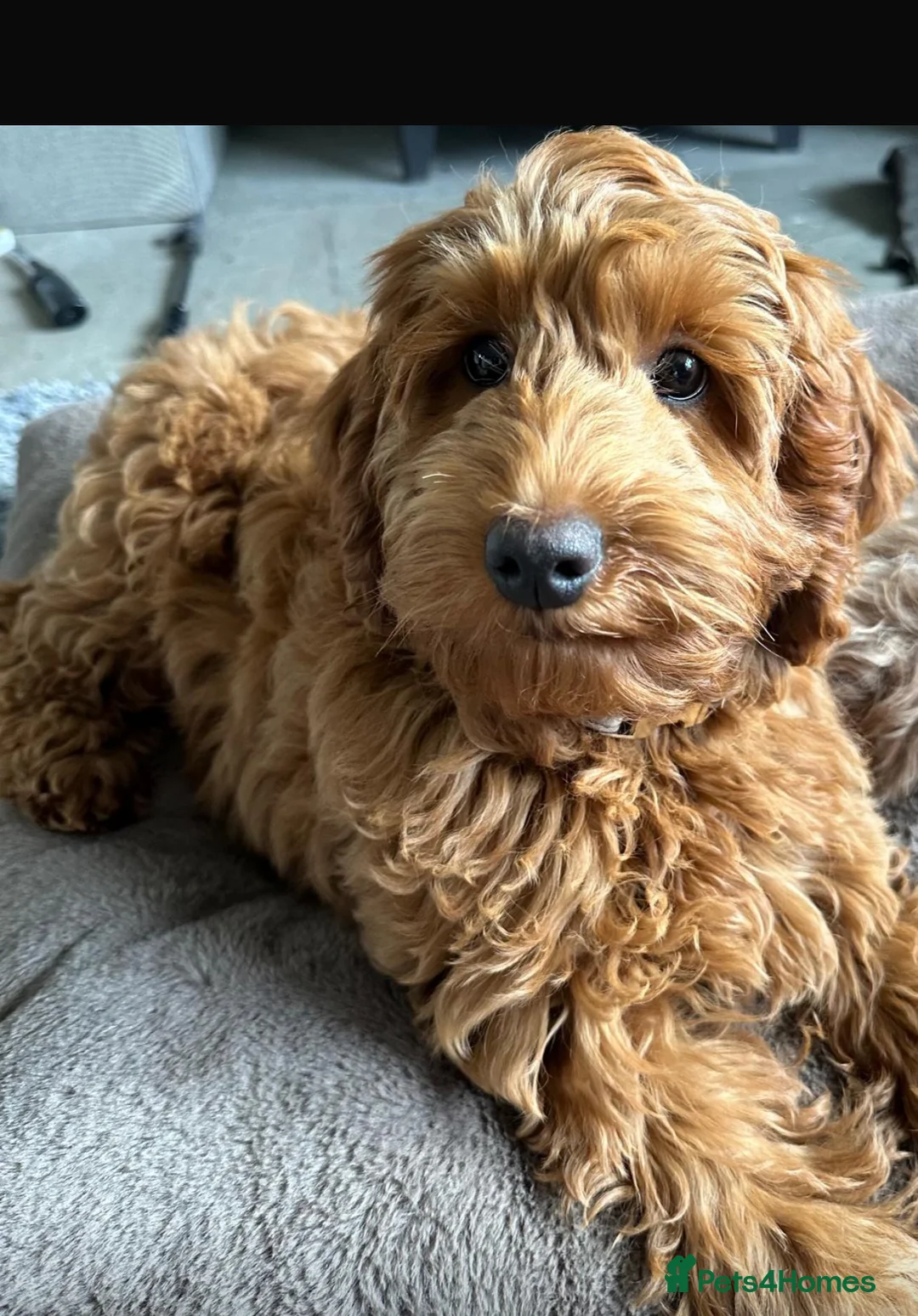 Cockapoo dogs for sale: Female Cockapoo - Advert 6