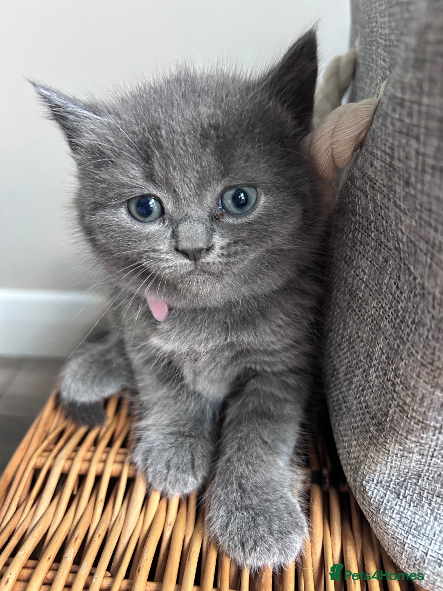 British Shorthair cats for sale: 5 British shorthair kittens  - Advert 23