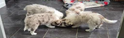 Border Collie dogs for sale: 🐾 Thanks for all enquiries all pups now sold 🐾 - Advert 5