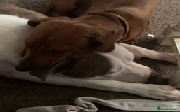 Staffordshire Bull Terrier dogs for sale: Staffordshire bull terrier - Image 2