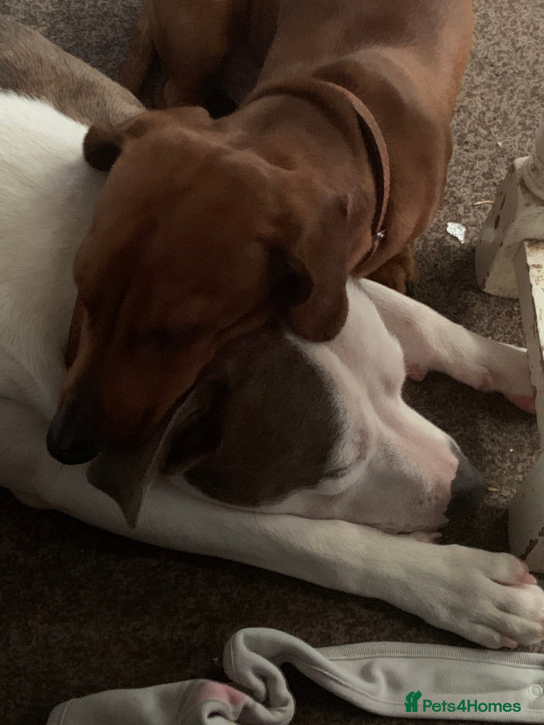 Staffordshire Bull Terrier dogs for sale: Staffordshire bull terrier - Image 2