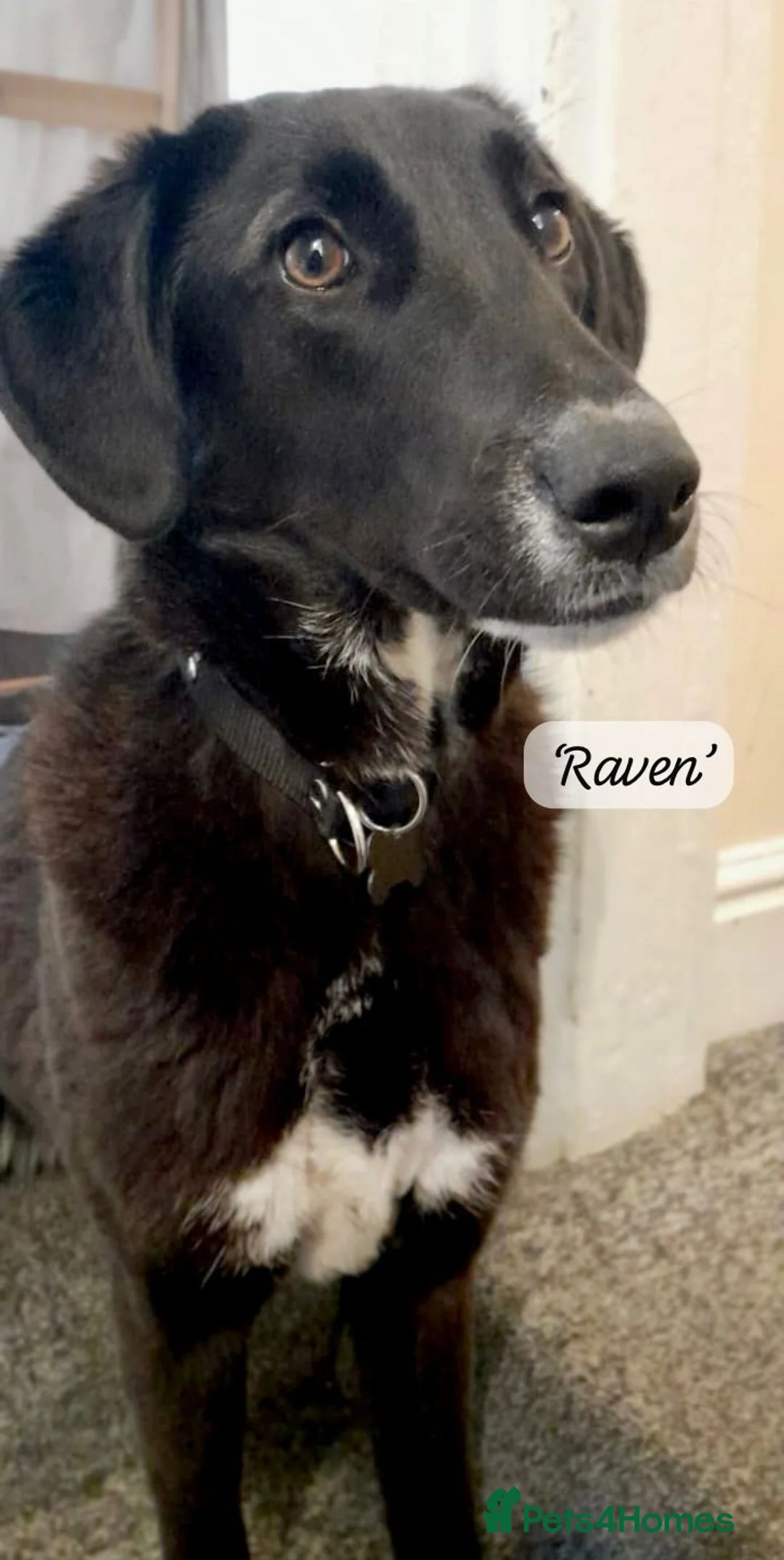 Mixed Breed dogs for adoption: Raven, 1.5 yrs approx. Is ADOPTED - Advert 23
