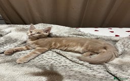 Maine Coon cats for sale: 2 Cream MC kittens ready for their fur-ever homes - Image 9