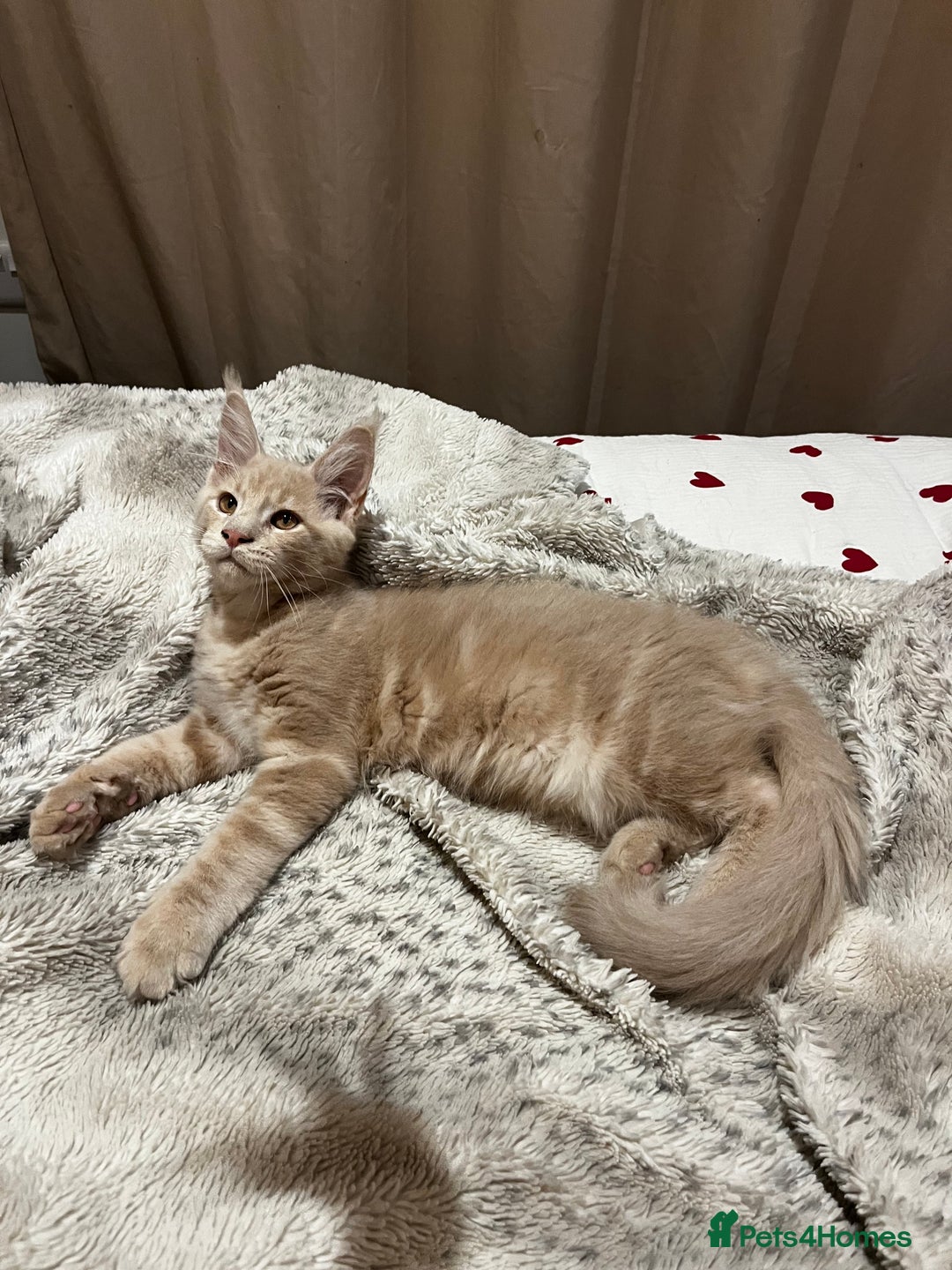 Maine Coon cats for sale: 2 Cream MC kittens ready for their fur-ever homes - Image 9