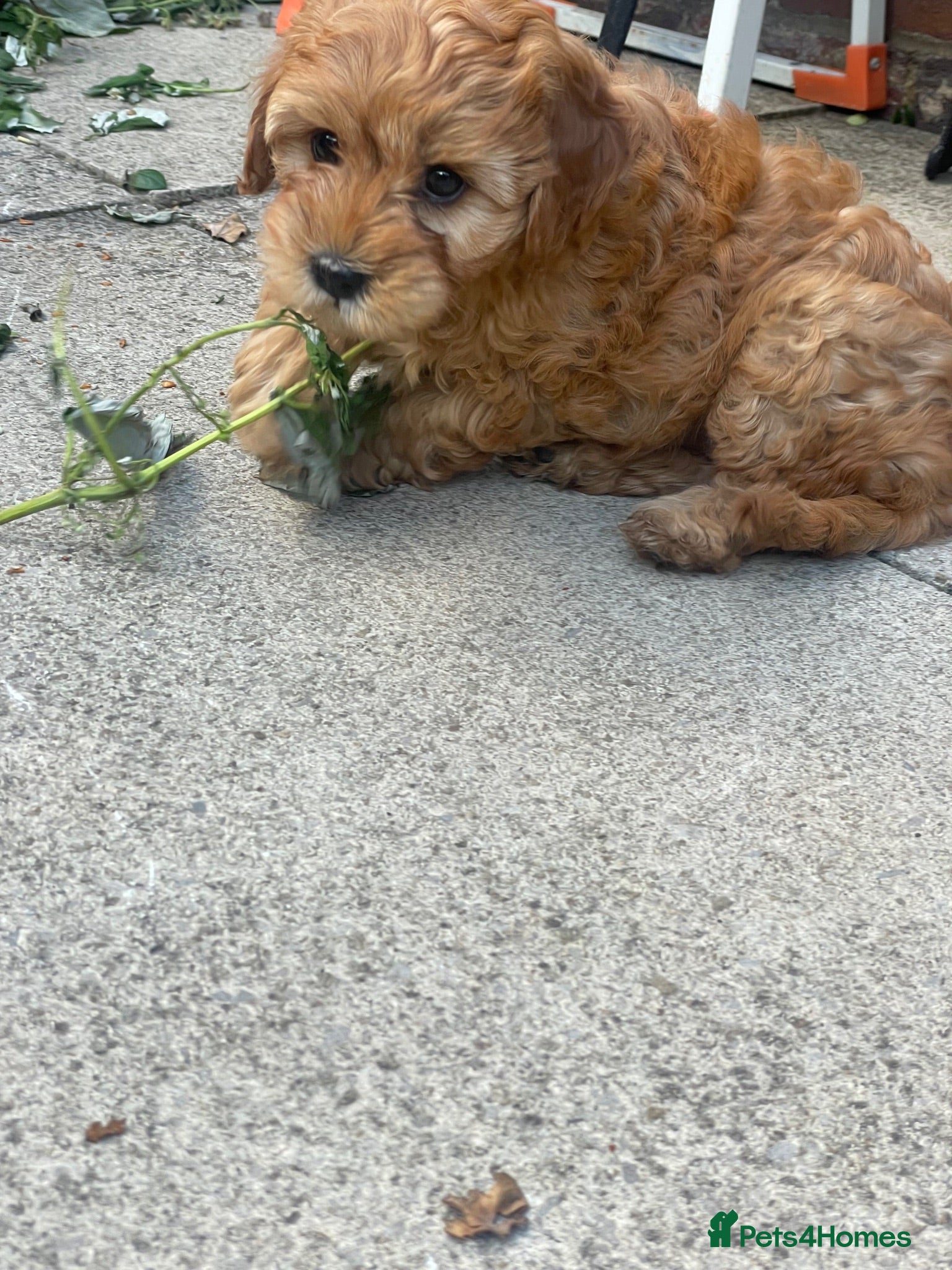 Cavapoo dogs One beautiful apricot male cavapoo puppy for sale - Advert 14