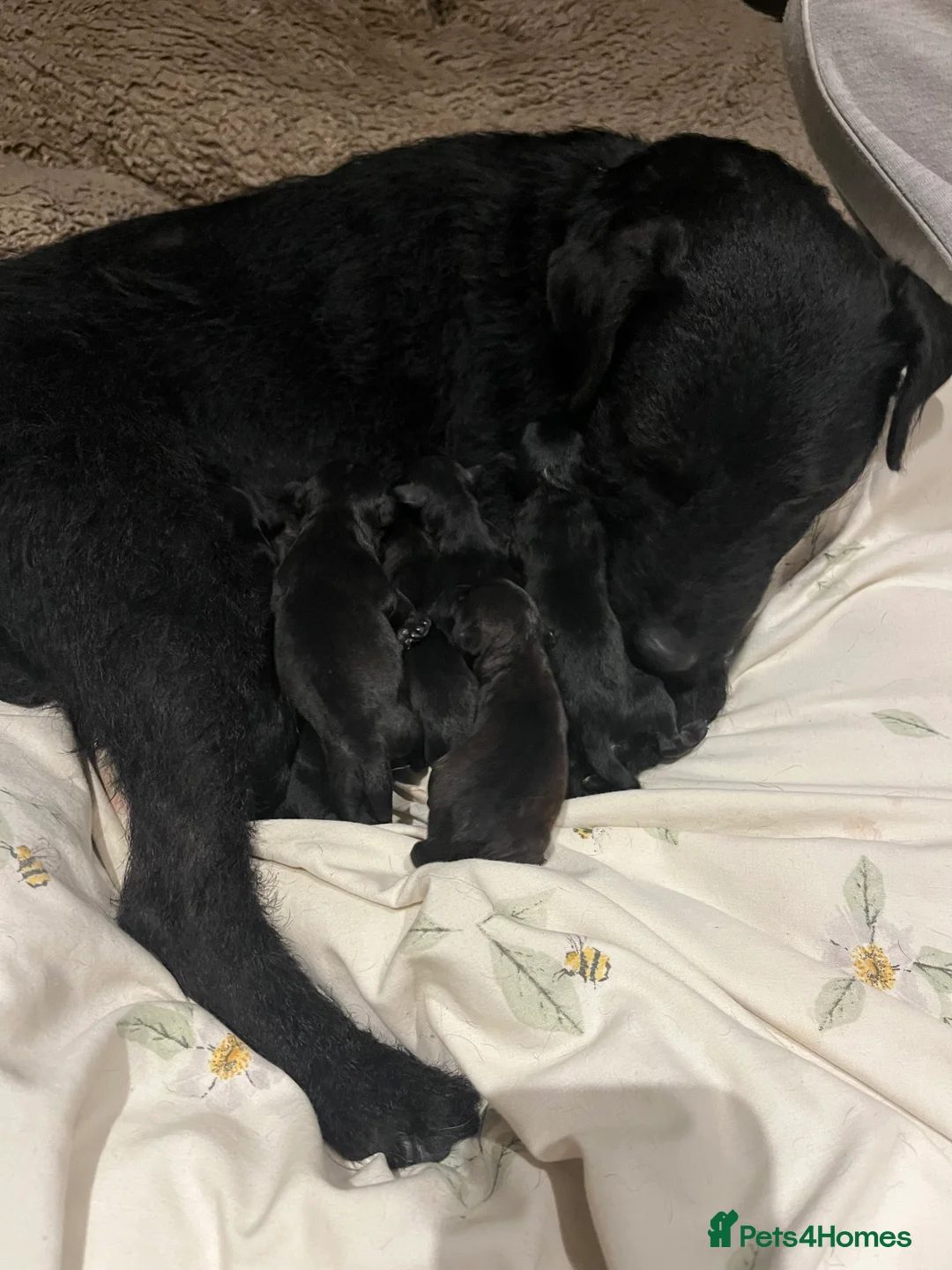 Patterdale Terrier dogs for sale: Patterdale pups for sale  in Minehead - Advert 1