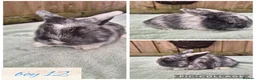 Mini Lop rabbits for sale: Ready to be reserved - Advert 12
