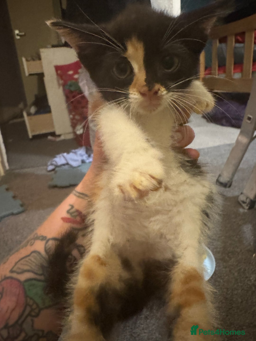 Mixed Breed cats for sale: Kittens for sale  - Image 6