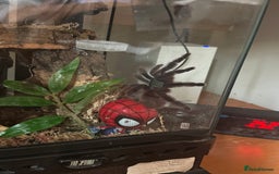 Spiders invertebrates for sale: Antilles pink toe Tarantula (Caribena Versicolor) - Image 2