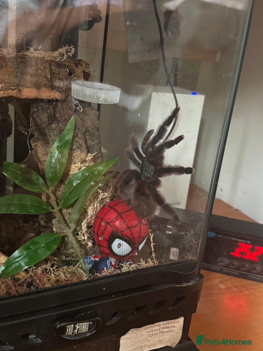 Spiders invertebrates for sale: Antilles pink toe Tarantula (Caribena Versicolor) - Image 2