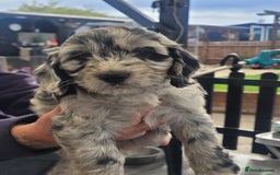 Cockapoo dogs for sale: Beautiful cockerpoo puppies - Image 2