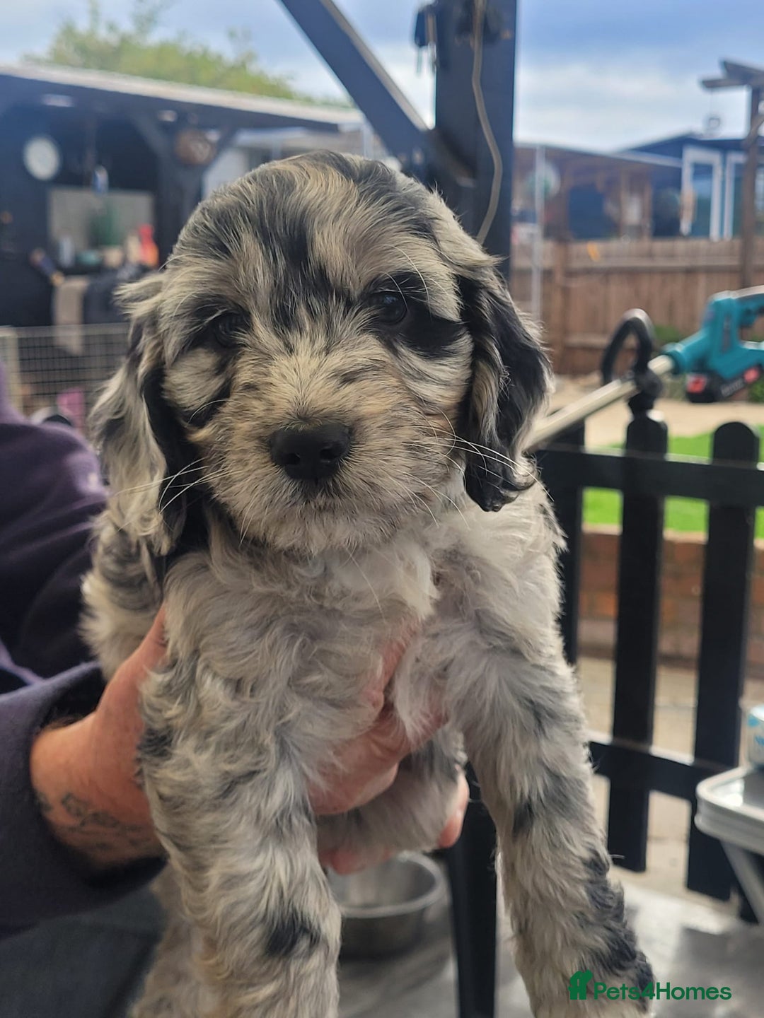 Cockapoo dogs for sale: Beautiful cockerpoo puppies - Image 2