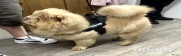Chow Chow dogs for sale: Gorgeous Chow Chow Puppies 🐻 - Advert 15