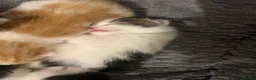 Mixed Breed cats for sale: 5 beautiful kittens looking for a forever home❤️ - Advert 16