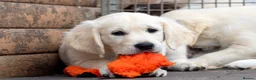 Golden Retriever dogs for sale: Kc reg golden retriever - Advert 5