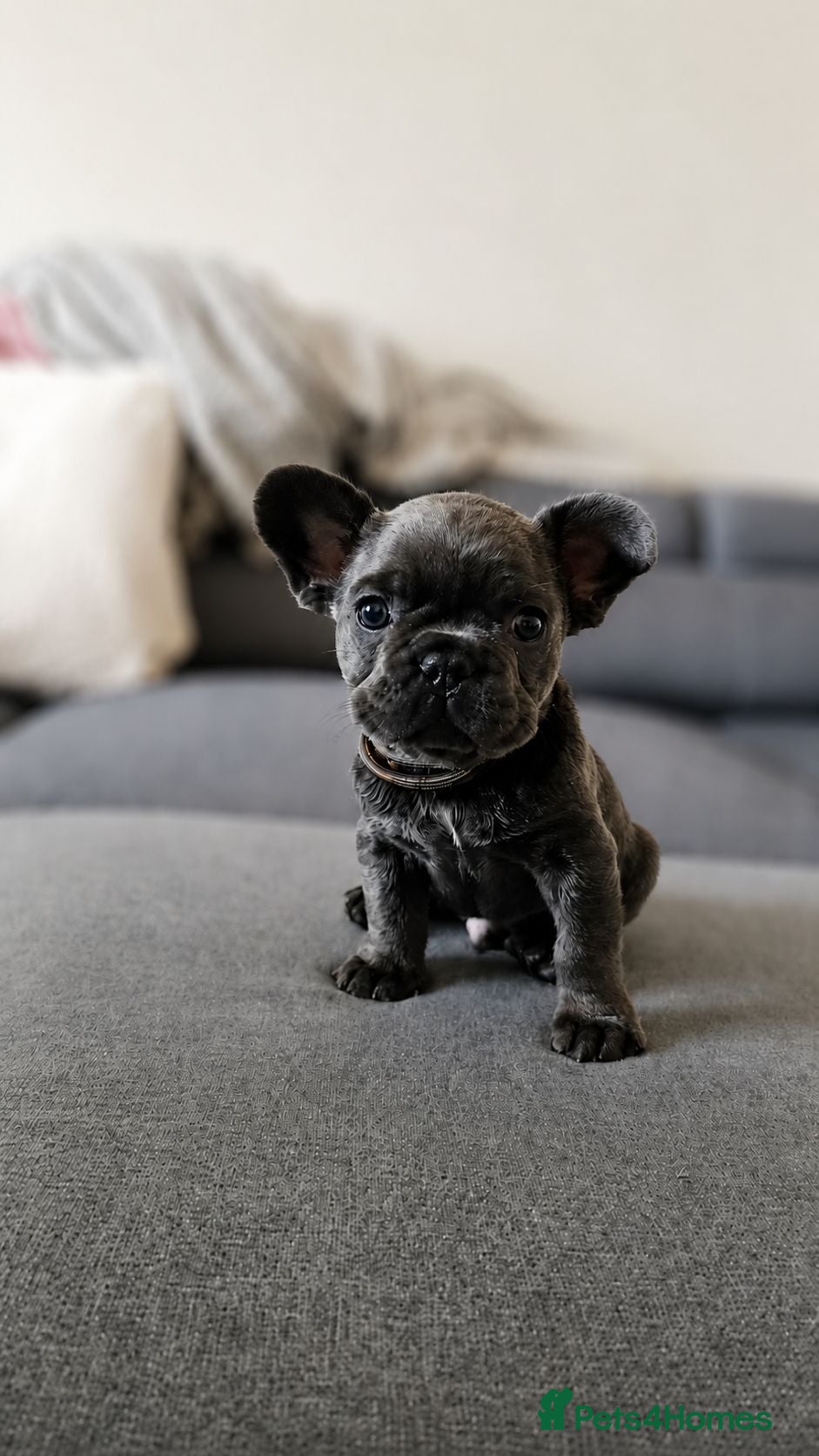 French Bulldog dogs 3 boys left! KC health tested lines! - Advert 1