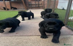 Cockerdor dogs for sale: Cockerdor puppies for sale - Image 3