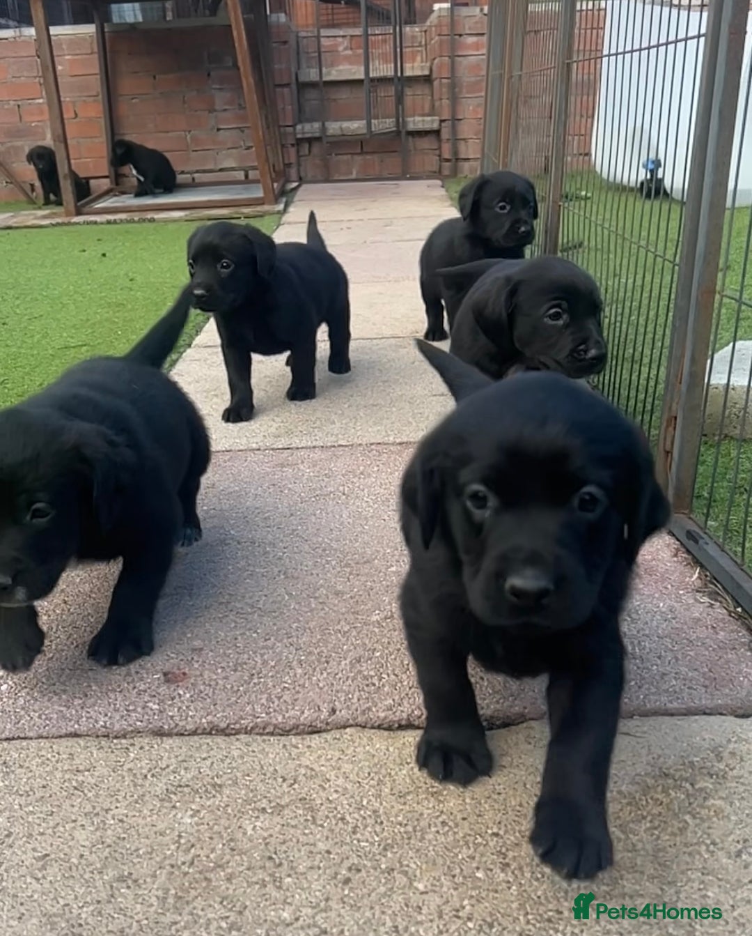 Cockerdor dogs for sale: Cockerdor puppies for sale - Image 3