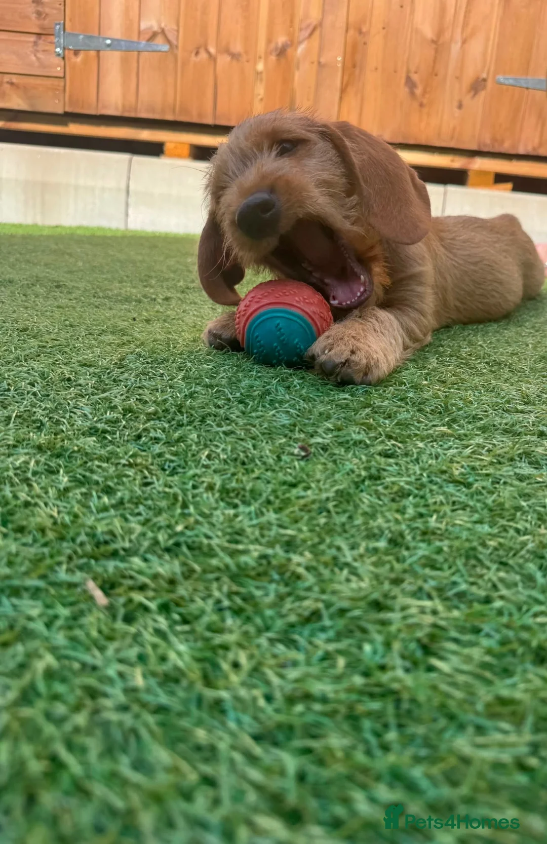 Basset Fauve De Bretagne dogs for sale: Basset Fauve De Bretagne Puppies For Sale - Advert 4