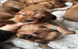 Cockalier dogs for sale: Cockalier puppies for sale  - Image 4