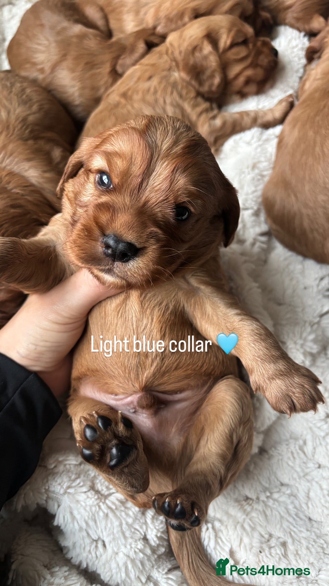 Cockalier dogs for sale: Cockalier puppies for sale  - Image 4